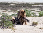 Leona con presa  , Etosha Namibia
Leona, Etosha, Namibia, presa, leona, arrastrando, cebra