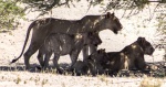 Leones en Etosha, Namibia
Leones, Etosha, Namibia, leones, jóvenes, sombra