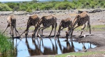 Jirafas en Etosha, Namibia