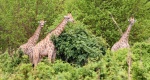 Familia de girafas,  Chove park