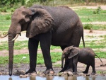 Mamá y cría de Elefante en Kasane, Botswana
Mamá, Elefante, Kasane, Botswana, Foto, Campsite, Senyati, cría, tomada, charca