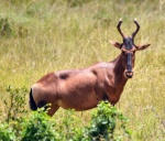 Un topi  en Addo park
Addo, topi, park, miras