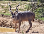 Kudu en Addo
Kudu, Addo, más, guapo, barrio