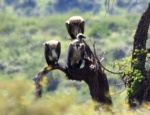 Buitres.  En Parque Hluhluwe-Imfolozi Hluhluwe–iMfolozi Park