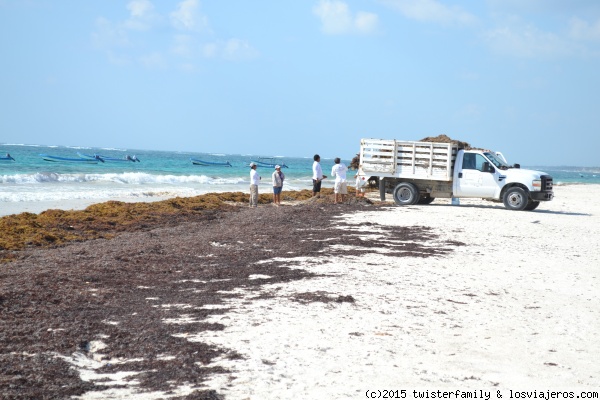 PLAYA PARAISO CAMION CARGADO DE  ALGAS.
ESTA PLAYA  QUEDA  A 15M CAMINANDO DE LAS RUINAS DE TULUM. ES DONDE  ENCONTRAMOS  MAS  ALGAS.. MUY MOLESTAS.  SEGUN LOS  LUGAREÑOS  ESTAN SACANDO DESDE HACE 6 MESES..ALGAS
