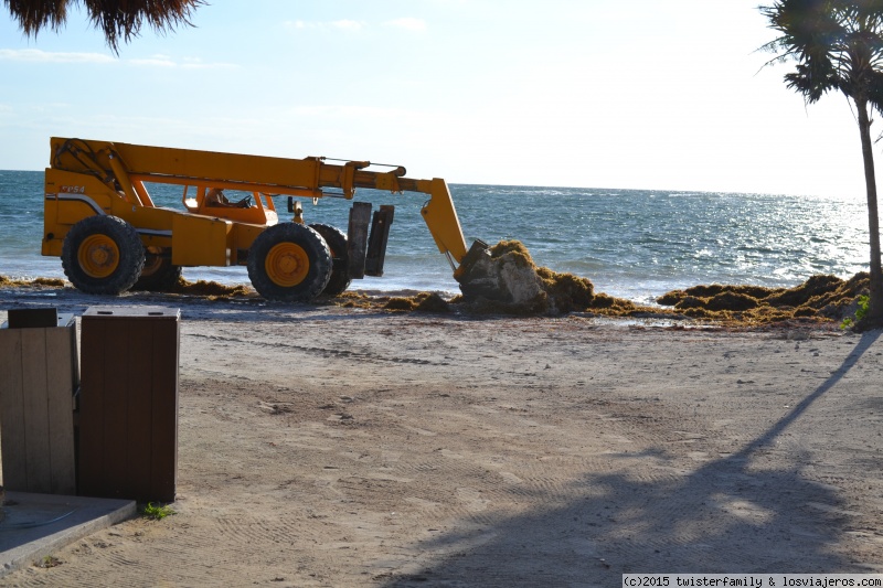 Viajar a  Mexico: Esta Check In - uso de pala mecanica en playa de  grand paladium para quitar algas (Esta Check In)