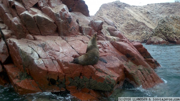 PARACAS
ISLAS BALLESTAS
