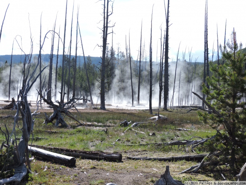 Mammoth Hot Springs y Petrified tree - A Yellowstone en autocaravana (En Construcción) (1)