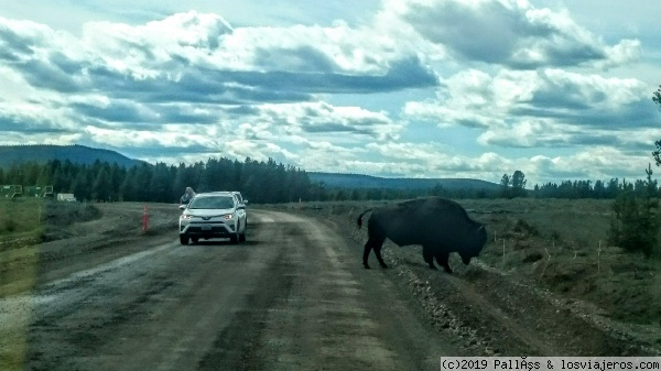 ¡El primer bisonte!
A los pocos kilómetros de entrar en Yellowstone, ya se nos cruzó un bisonte en la carretera
