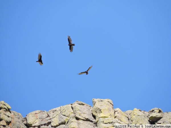 Habitantes de Devil's Tower
A finales de primavera, es época de cria de los halcones, que nidan en la cima de Devil's Tower
