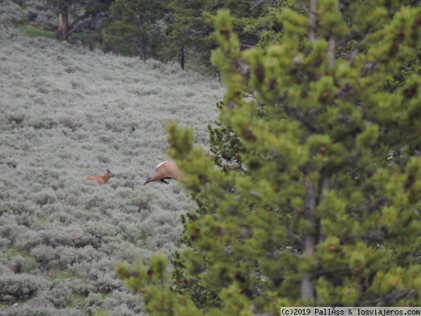 Huyendo de los lobos
Una madre y una cría de ciervos huyen de un trío de lobos

