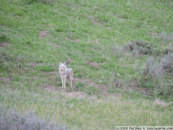 lobo gris
Un lobo gris nos sorprendió cruzando la carretera justo a nuestro lado
