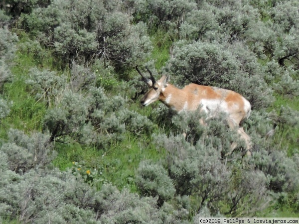 Antílope americano
Antílope americano en Yellowstone
