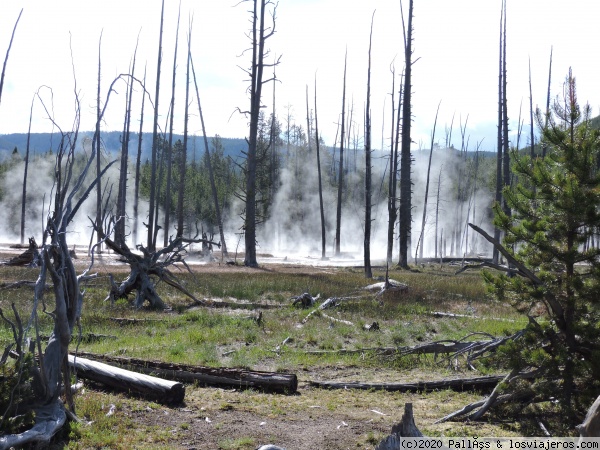 Norris Geyser Basin,
Árboles carbonizados alrededor de Norris Geyser Basin
