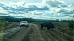 ¡El primer bisonte!
Yellowstone, primer, bisonte, pocos, kilómetros, entrar, cruzó, carretera