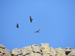 Habitantes de Devil's Tower
Habitantes, Devil, Tower, finales, primavera, cria, halcones, nidan, cima