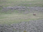 Lobos buscando la cena