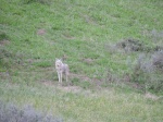 Yellowstone: Canyon y Hayden Valley con sorpresa