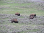 Bisontes en Hayden Valley
Bisontes, Hayden, Valley, pastando, constante, todo, parque