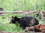 Oso negro
Yellowstone, negro, junto, carretera