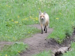 Zorro
Zorro, Yellowstone