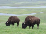 Bisontes
Bisontes, Hayden Velley, Yellowstone