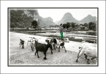 Paisaje rural Vietnam