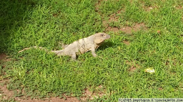 Iguanas, coatíes, arañas, serpientes... en Riviera Maya - Forum Riviera Maya, Cancun and Mexican Caribbean