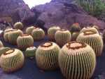 Càctus
Lanzarote