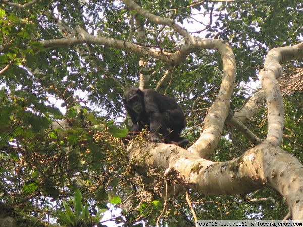Chimpance en Kibale Forest National Park
a unos pocos kilometros de pasar Fort Portal se llega al parque Kibale, de 795 km de superficie y desde el centro de visitantes Kanyanchu se inicia la caminata de un par de horas dentro del bosque para ver a los chimpances
