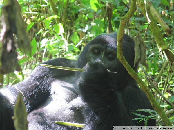 Gorila grupo Kyagurilo en Bwindi National Park
Y llego el dia de los gorilas en Bwindi; nosotros paramos en carpa en el Overland Resort , hermoso lugar al borde del lago Bunyonyi, a unos pocos kilometros de Kabale
