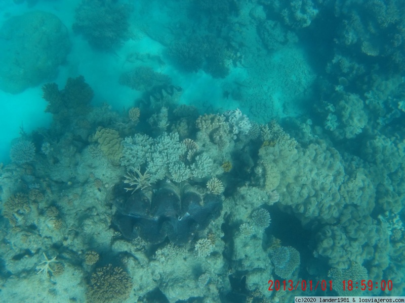 Australia por libre en septiembre 2019 - Blogs de Australia - Daintree: Cape tribulation y gran barrera de coral (6)