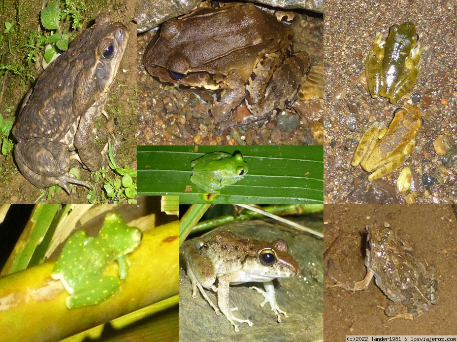 P.N. Corcovado y Bahía Drake - Costa Rica