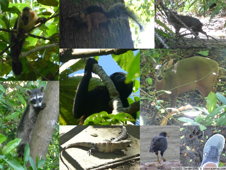Bosque nuboso de Monteverde, reserva de Curú y bioluminiscencia - Costa Rica por libre, 24 días en Noviembre 2021 (6)