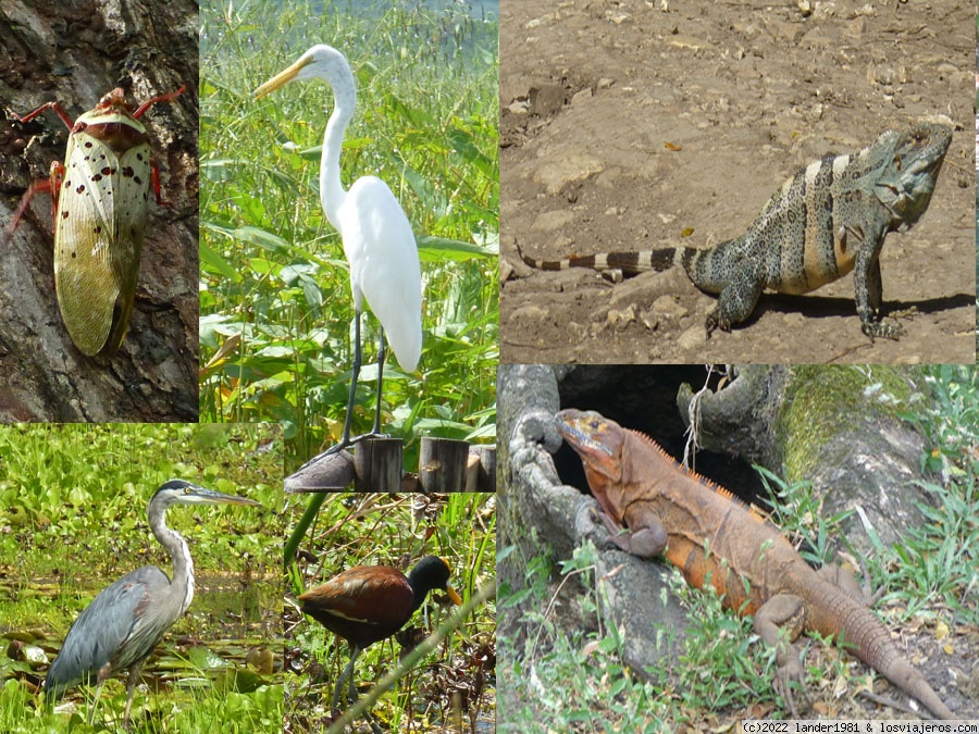 Costa Rica por libre, 24 días en Noviembre 2021 - Blogs de Costa Rica - Parque nacional de Palo Verde y Parque nacional de Caño Negro. (4)