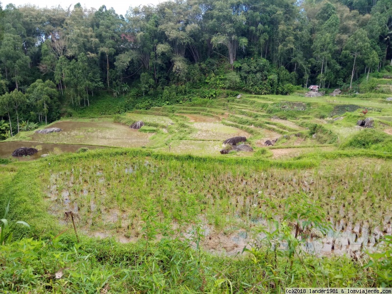 Foro de Rantepao: Campo de arroz al norte de Rantepao
