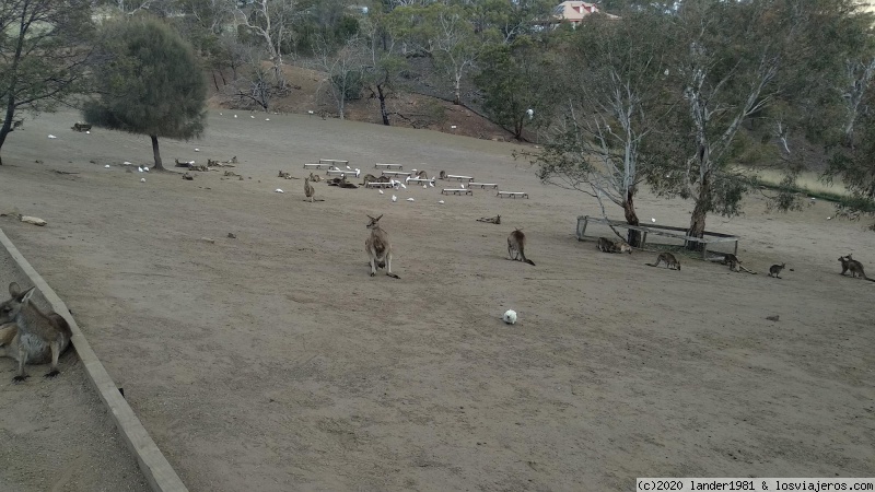 Forum of Bonos: Canguros en el santuario de Bonorong