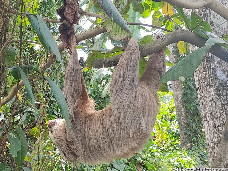 Costa Rica por libre, 24 días en Noviembre 2021 - Blogs de Costa Rica - Cahuita (1)