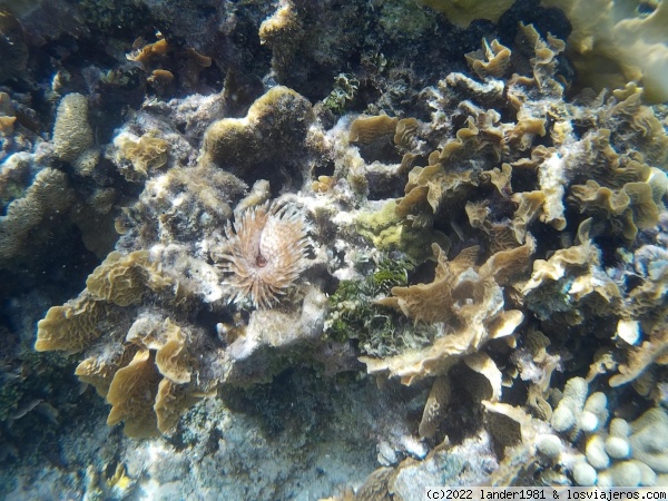 gusano plumero en un arrecife de San Blas
gusano plumero en un arrecife de San Blas
