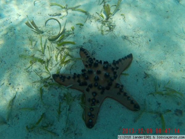 estrella de mar en kanawa
estrella de mar en kanawa
