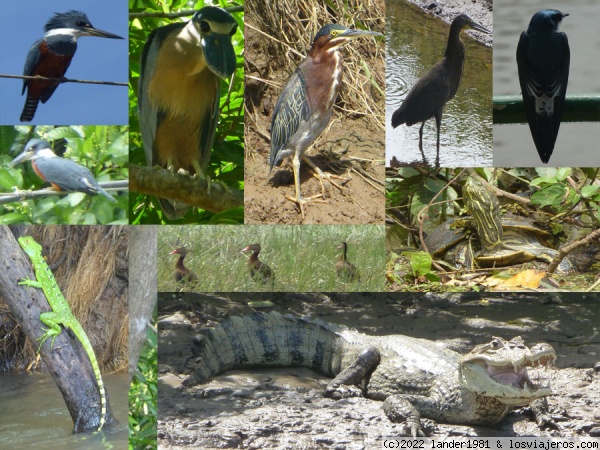 animales de Caño negro
martines pescadores, chocuaco, garza verde, garza tigre, golondrina, lagarto de jesucristo, patos, tortuga y caiman.
