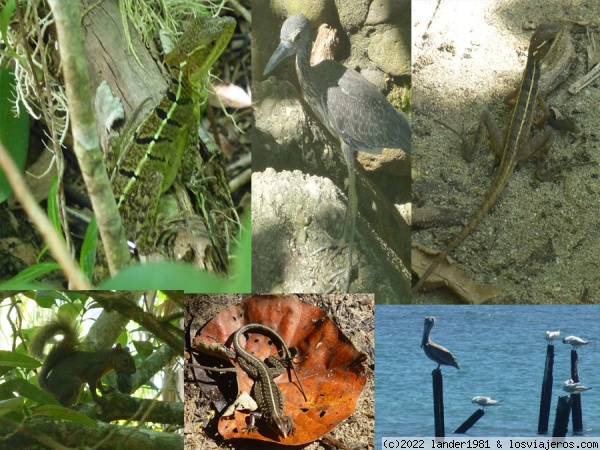 animales parque nacional cahuita 1
algunos de los animales que llegué a fotografiar:

basilisco, garza, basilisco (joven), ardilla, lagartija, pelicano y gaviotas.
