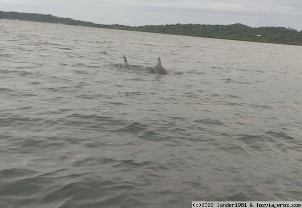 delfines en bocas del toro
delfines en bocas del toro
