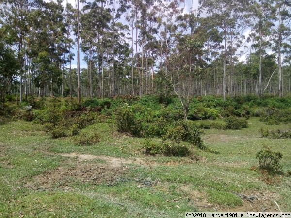 Bosque de eucaliptos en samosir
Bosque de eucaliptos en samosir
