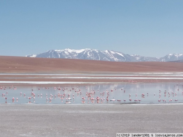 Laguna hedionda
en el altiplano boliviano, hay flamencos
