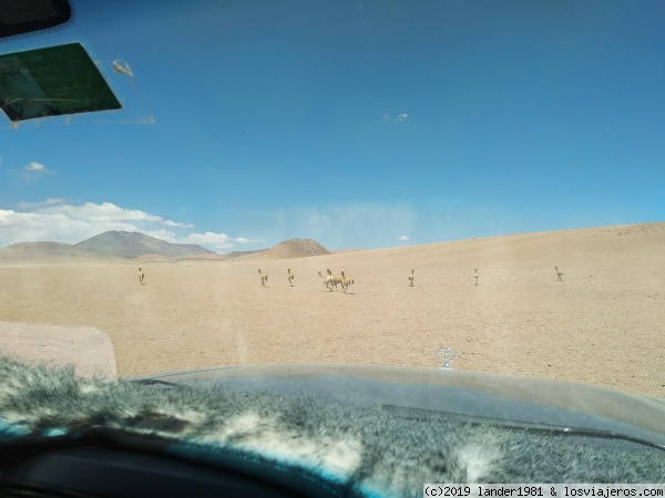 vicuñas
vicuñas en el altiplano boliviano
