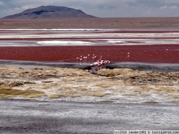 Laguna colorada
en la reserva natural boliviana de Eduardo Abaroa
