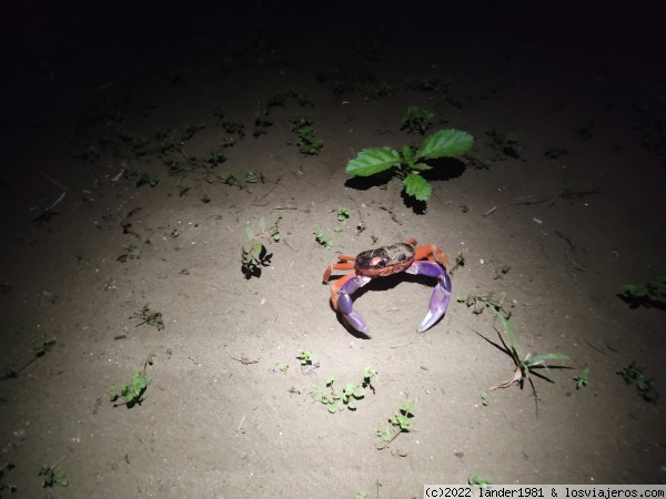 cangrejo terrestre en isla de cañas
salen a la noche
