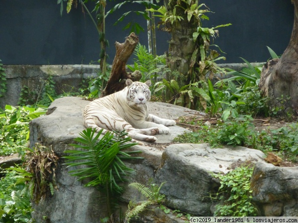 tigre blanco en zoo de singapur
tigre blanco en zoo de singapur
