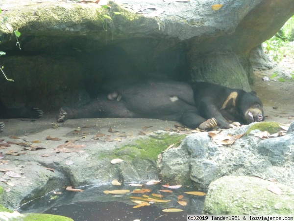 oso malayo en zoo de singapur
oso malayo en zoo de singapur

